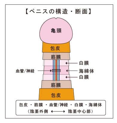 男性生殖器|【医師監修】ペニスの構造とその役割とは？個人差は？ 